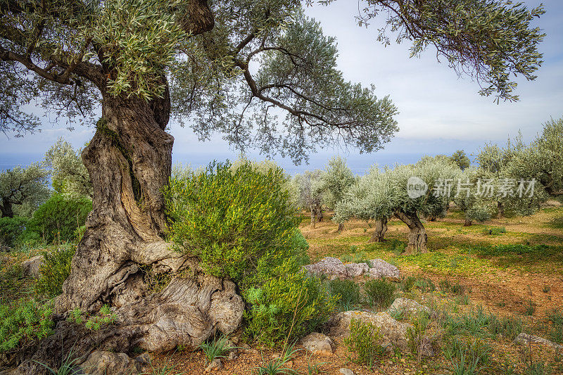 位于西班牙马略卡岛巴利阿里群岛(Balearic Islands, Majorca) Sa Foradada和Son Marroig附近的Serra de Tramuntana非常古老的橄榄园